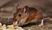 24 Hour & Emergency Exterminators in Unc Greensboro, NC